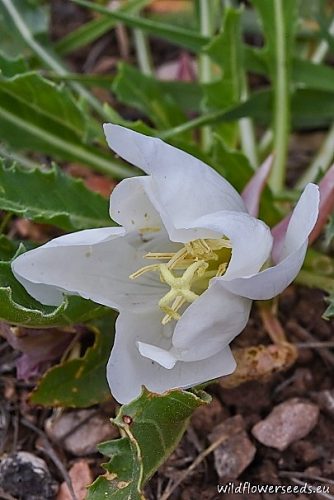 Oenothera acaulis