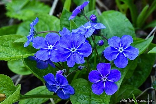 Omphalodes verna