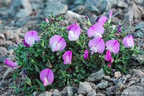 Ononis spinosa subsp. diacantha