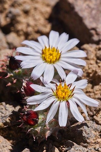 Oriastrum chilense