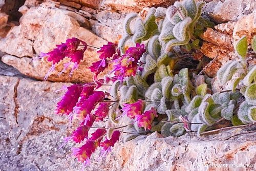 Origanum dictamnus