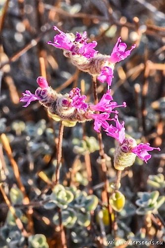 Origanum microphyllum