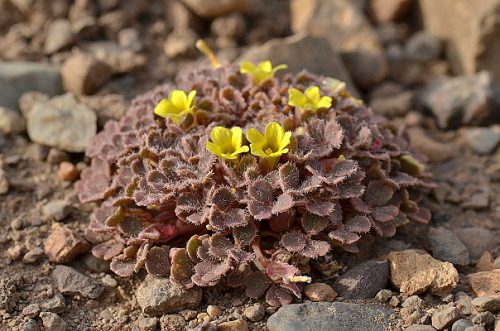 Oxalis compacta