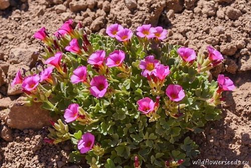 Oxalis squamata
