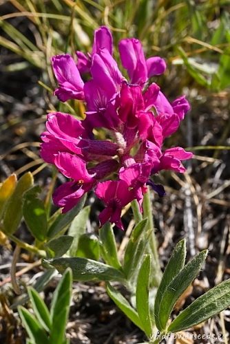 Oxytropis lambertii
