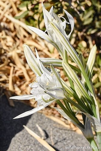 Pancratium maritimum