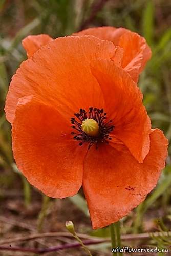 Papaver dubium