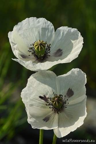 Papaver maculosum subsp. austromoravicum