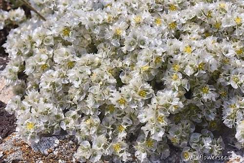 Paronychia albanica subsp. graeca