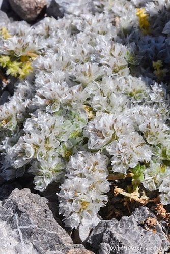 Paronychia macrosepala