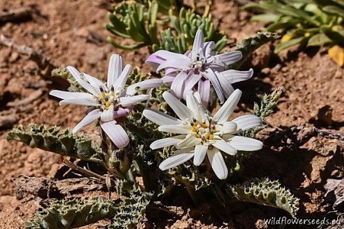 Perezia carthamoides