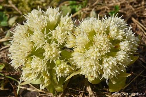 Petasites albus