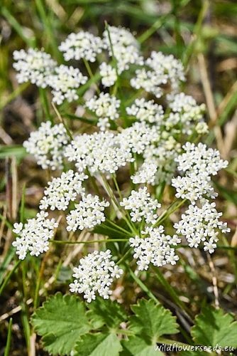 Pimpinella saxifraga