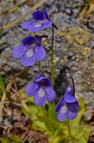 Pinguicula leptoceras