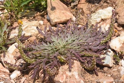 Plantago coronopus
