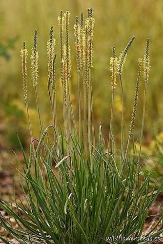 Plantago maritima subsp. ciliata