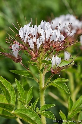 Polanisia dodecandra subsp. trachysperma