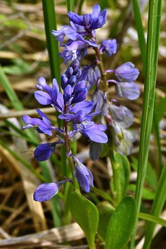 Polygala amarella