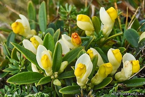 Polygala chamaebuxus