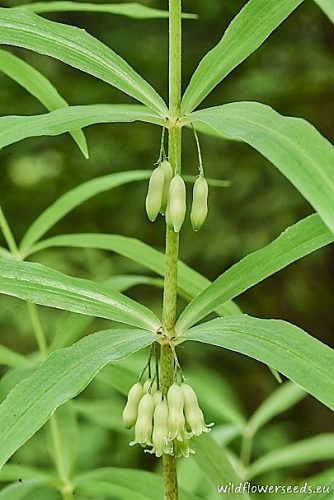 Polygonatum verticillatum