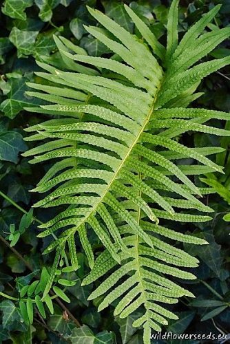 Polypodium cambricum