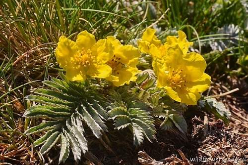 Potentilla arserina