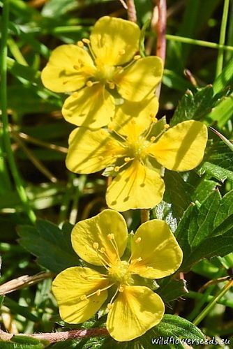 Potentilla erecta