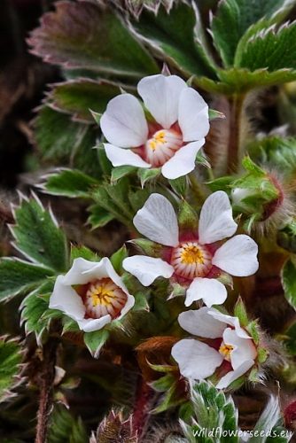 Potentilla micrantha
