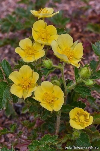 Potentilla rubricaulis