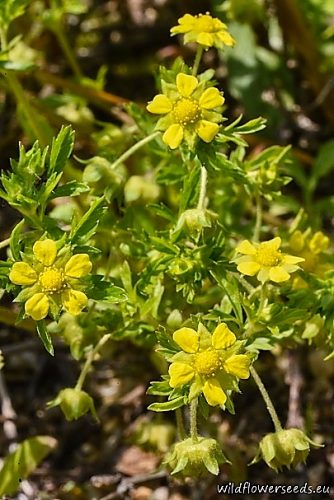 Potentilla supina