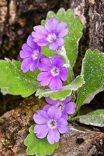Primula albenensis