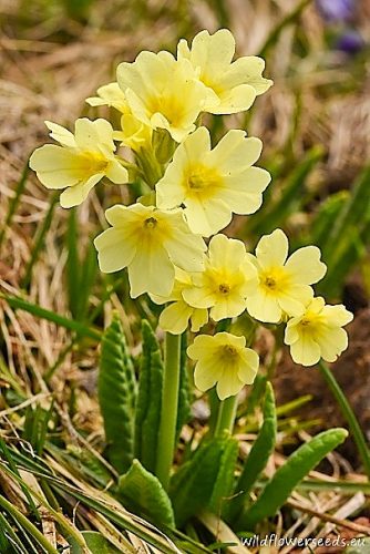 Primula elatior subsp. intricata