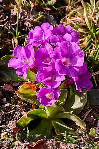 Primula glaucescens