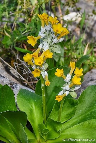 Primula palinuri