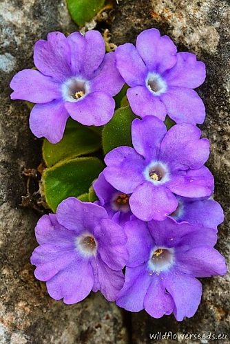Primula recubariensis