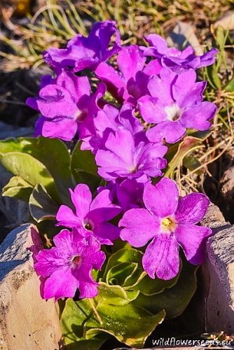 Primula spectabilis