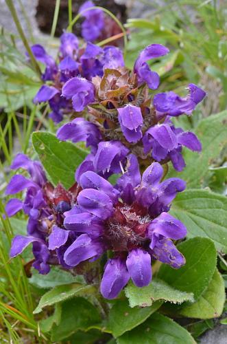 Prunella grandiflora