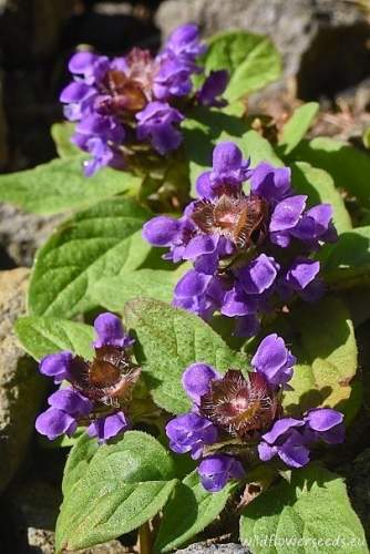 Prunella vulgaris