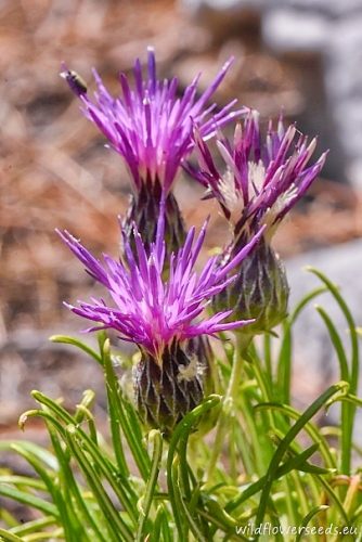 Ptilostemon chamaepeuce