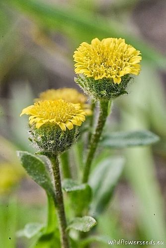 Pulicaria vulgaris