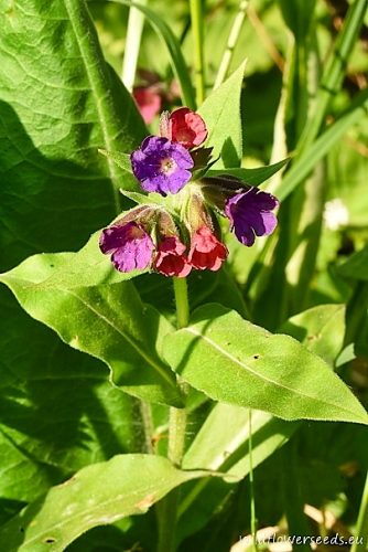 Pulmonaria mollis