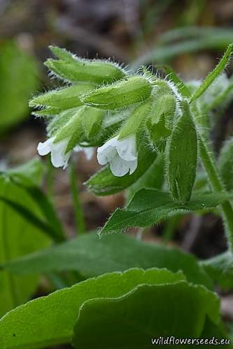 Pulmonaria sp.