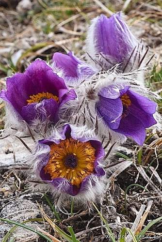 Pulsatilla halleri subsp. rhodopaea