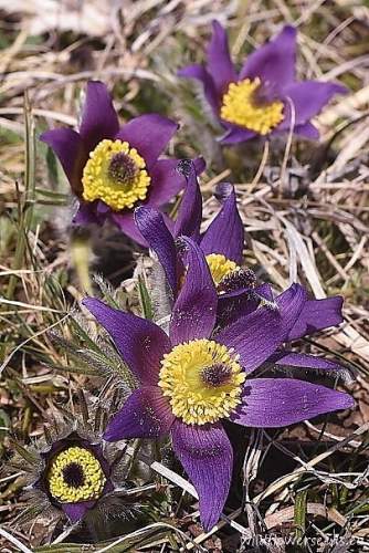 Pulsatilla montana subsp. balkana