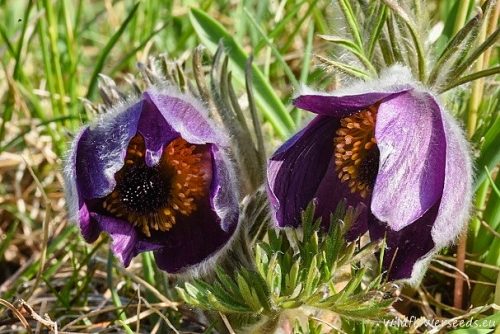 Pulsatilla montana