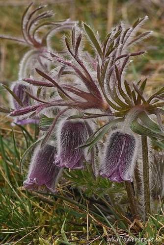 Pulsatilla pratensis subsp. hungarica