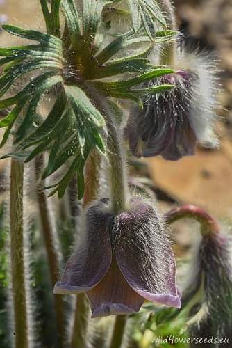 Pulsatilla pratensis subsp. pratensis