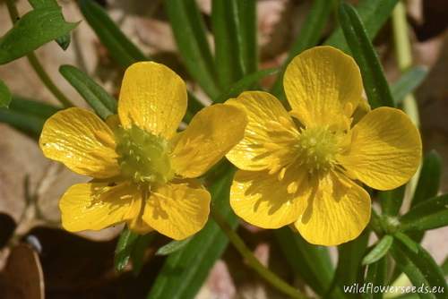 Ranunculus auricomus