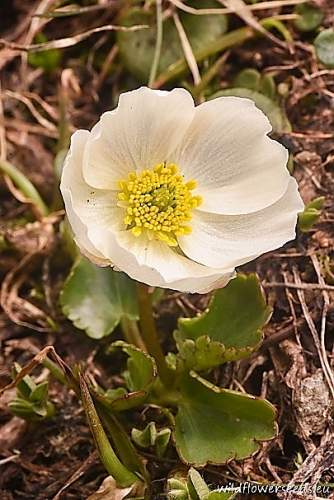 Ranunculus crenatus