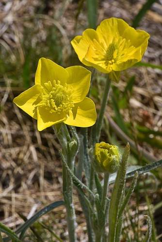 Ranunculus illyricus